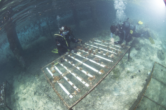圖7. 法屬玻里尼西亞茉莉亞島海底底棲生物研究養殖場。
(相片鳴謝: Isis Guibert博士)